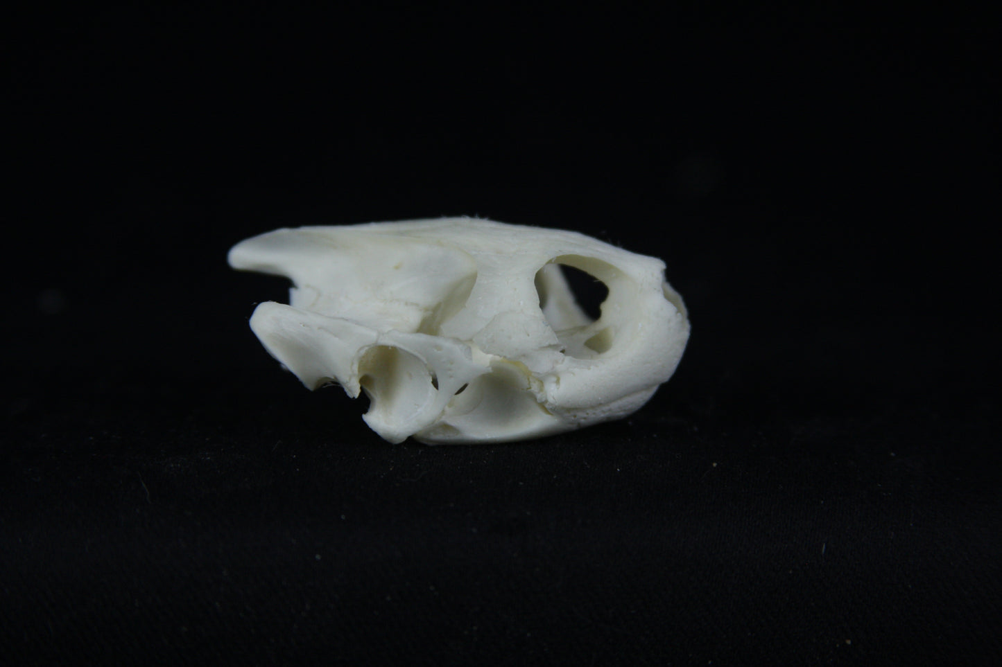 Red Eared Slider Skull