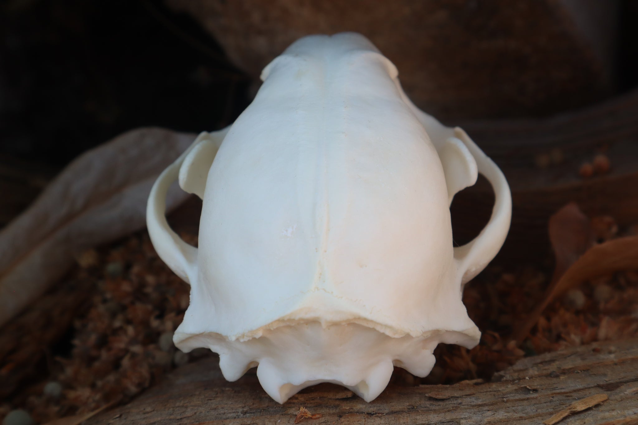 Raccoon Skull