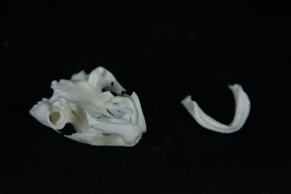 Red Eared Slider Skull