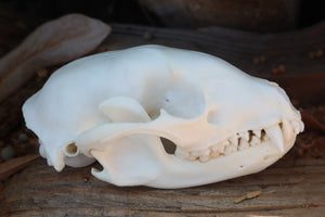 Raccoon Skull