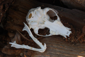 Raccoon Skull