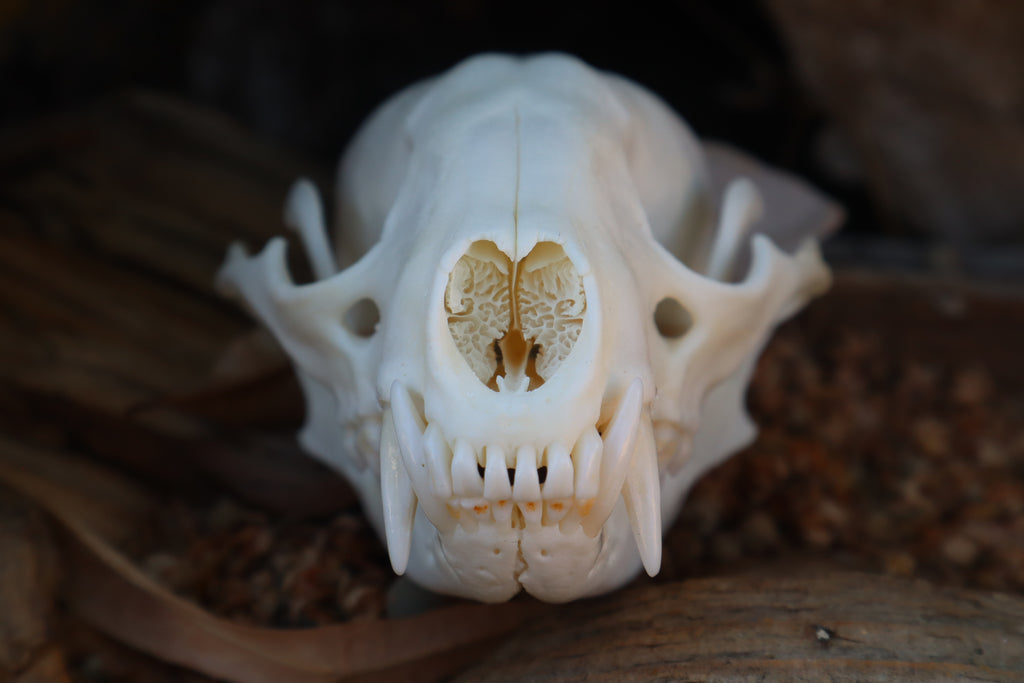 Raccoon Skull
