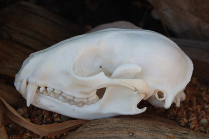 Raccoon Skull