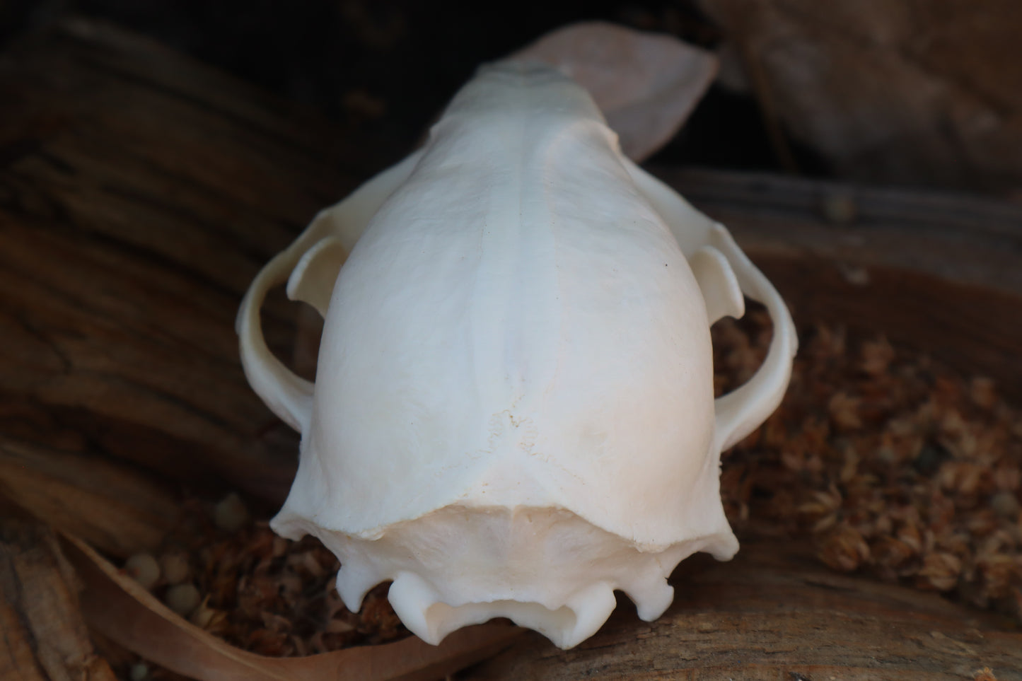 Raccoon Skull