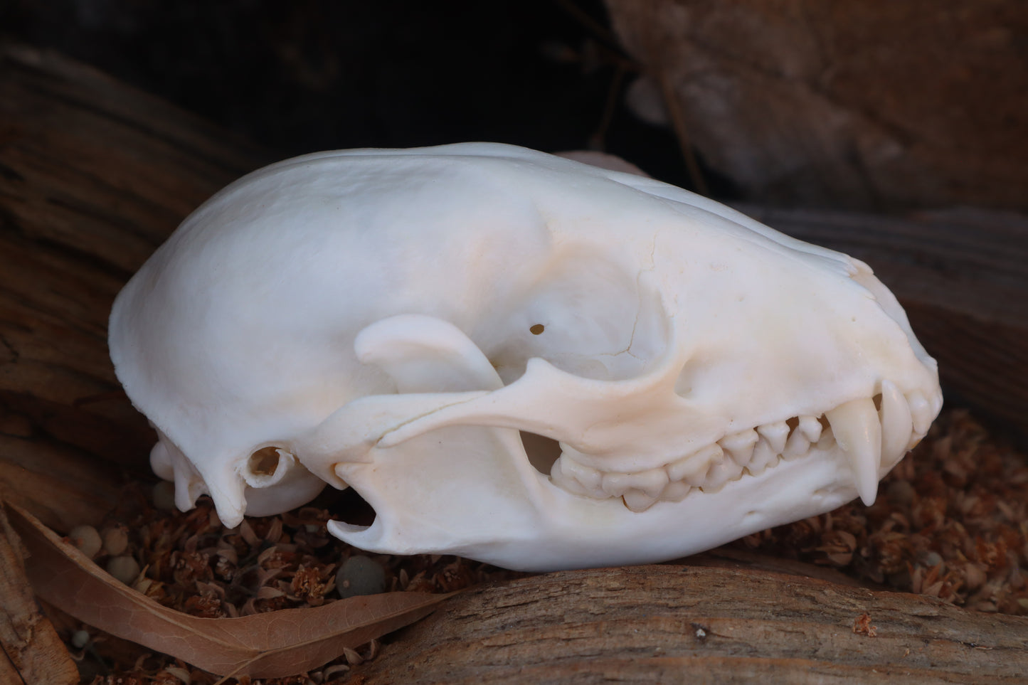 Raccoon Skull