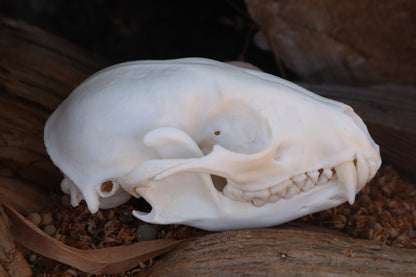 Raccoon Skull