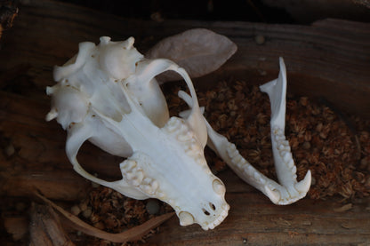 Raccoon Skull