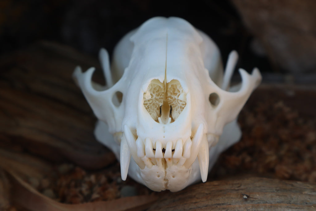 Raccoon Skull