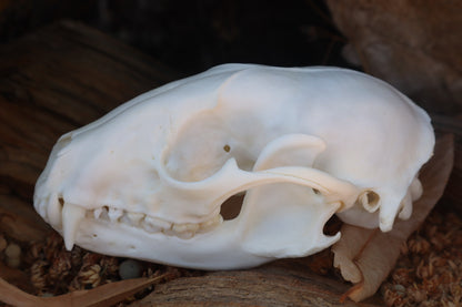 Raccoon Skull