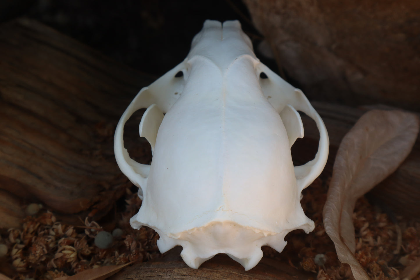 Raccoon Skull