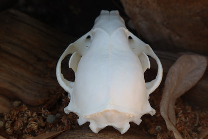 Raccoon Skull
