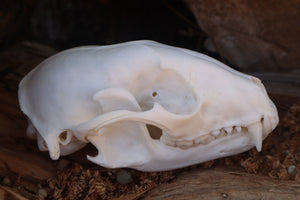 Raccoon Skull