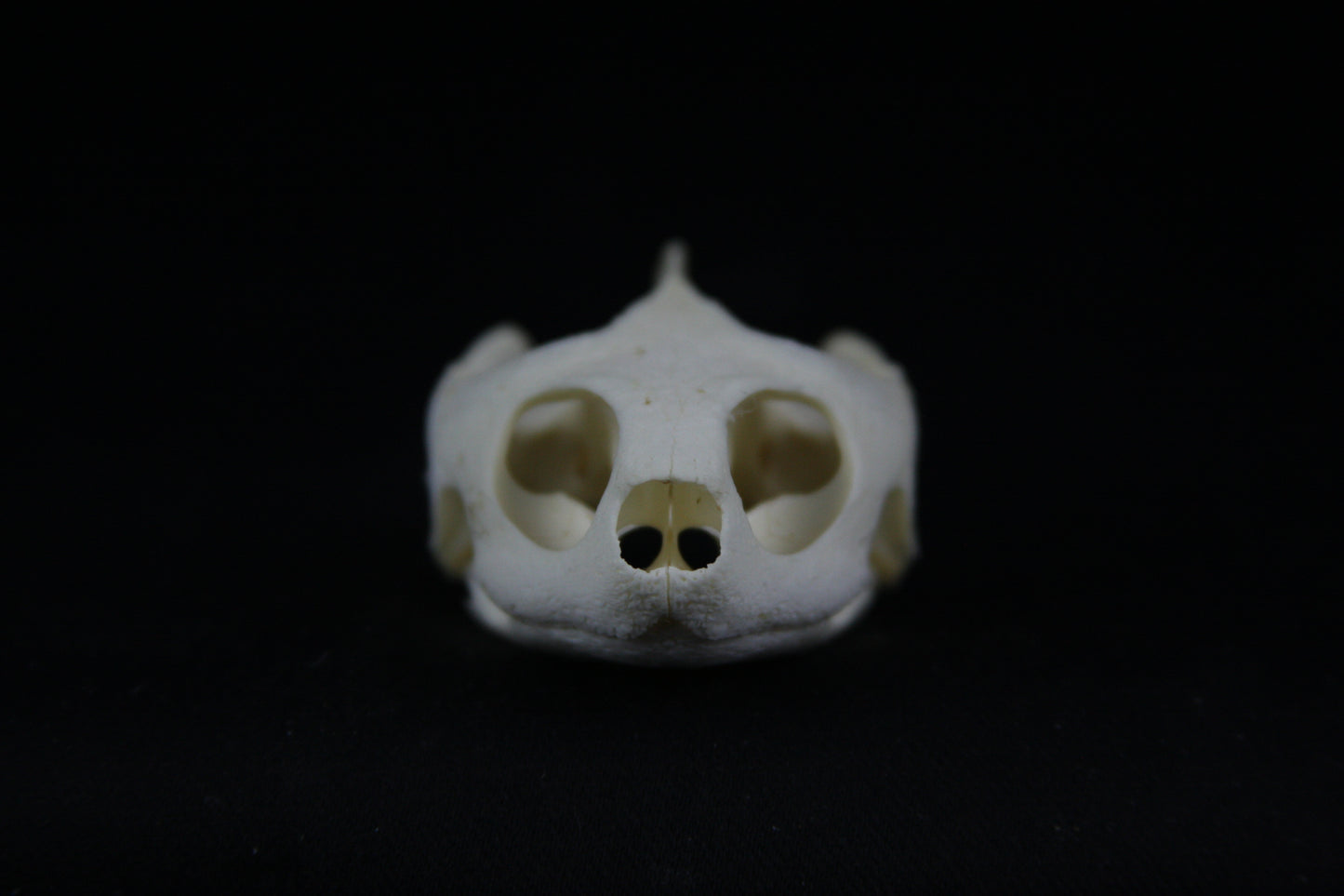 Red Eared Slider Skull