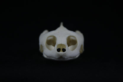 Red Eared Slider Skull