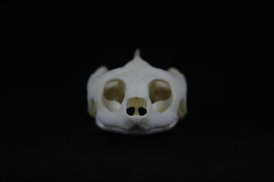 Red Eared Slider Skull