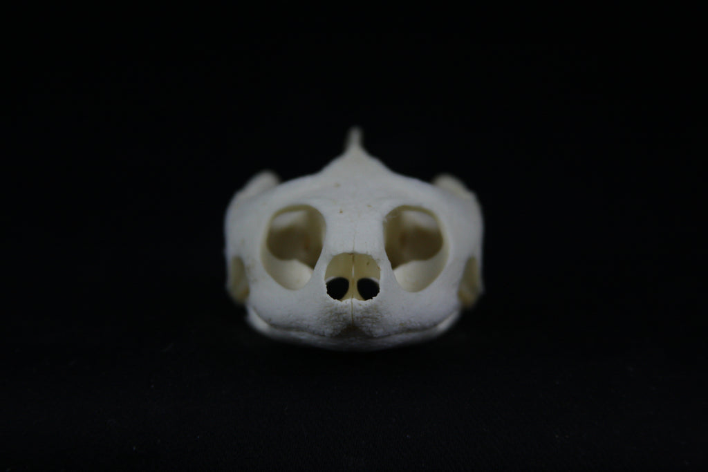 Red Eared Slider Skull