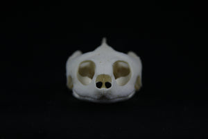 Red Eared Slider Skull