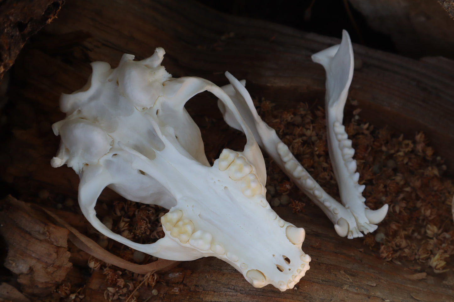 Raccoon Skull