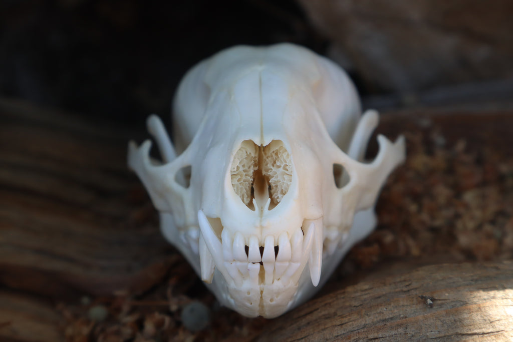 Raccoon Skull