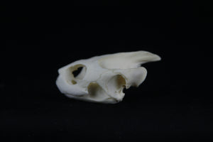 Red Eared Slider Skull