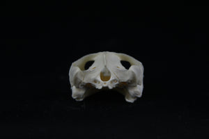 Red Eared Slider Skull