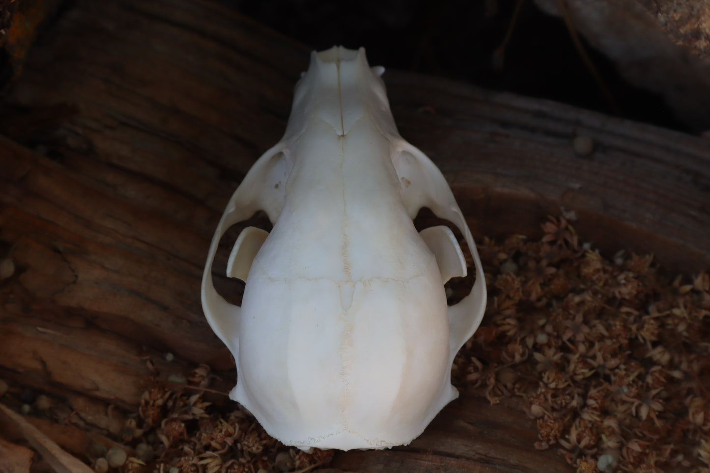 Raccoon Skull