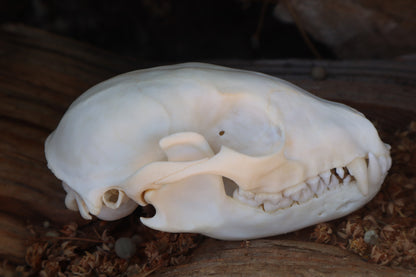 Raccoon Skull