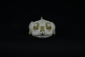 Red Eared Slider Skull