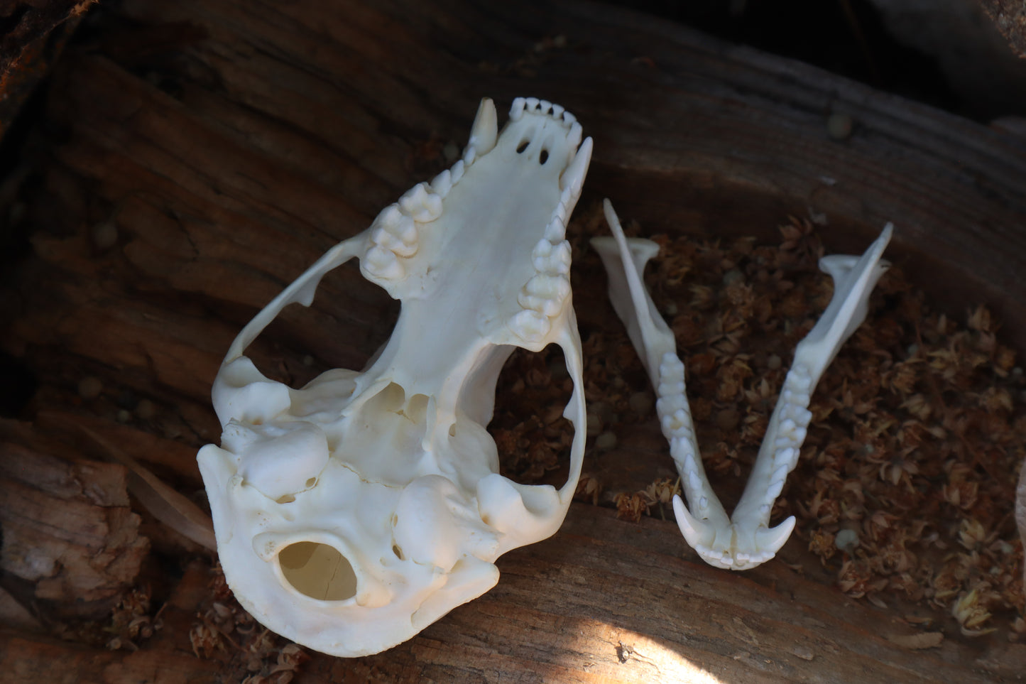 Raccoon Skull