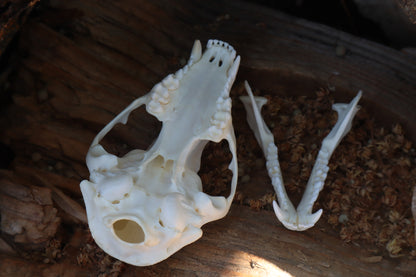 Raccoon Skull