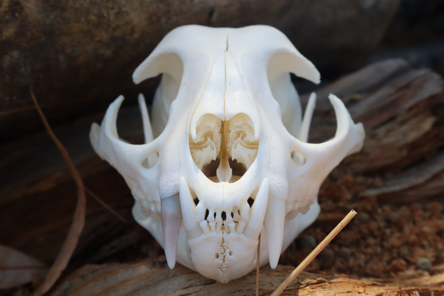 Reserved for Jeromy - Pathological Bobcat Skull