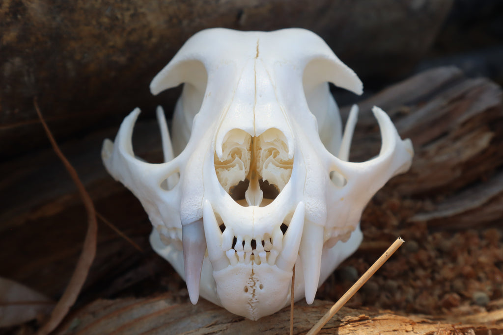 Reserved for Jeromy - Pathological Bobcat Skull