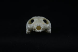 Red Eared Slider Skull