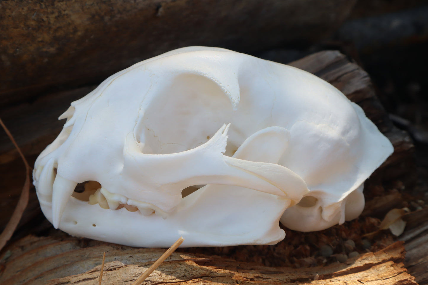 Reserved for Jeromy - Pathological Bobcat Skull