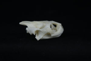 Red Eared Slider Skull