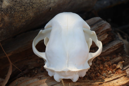 Reserved for Jeromy - Pathological Bobcat Skull
