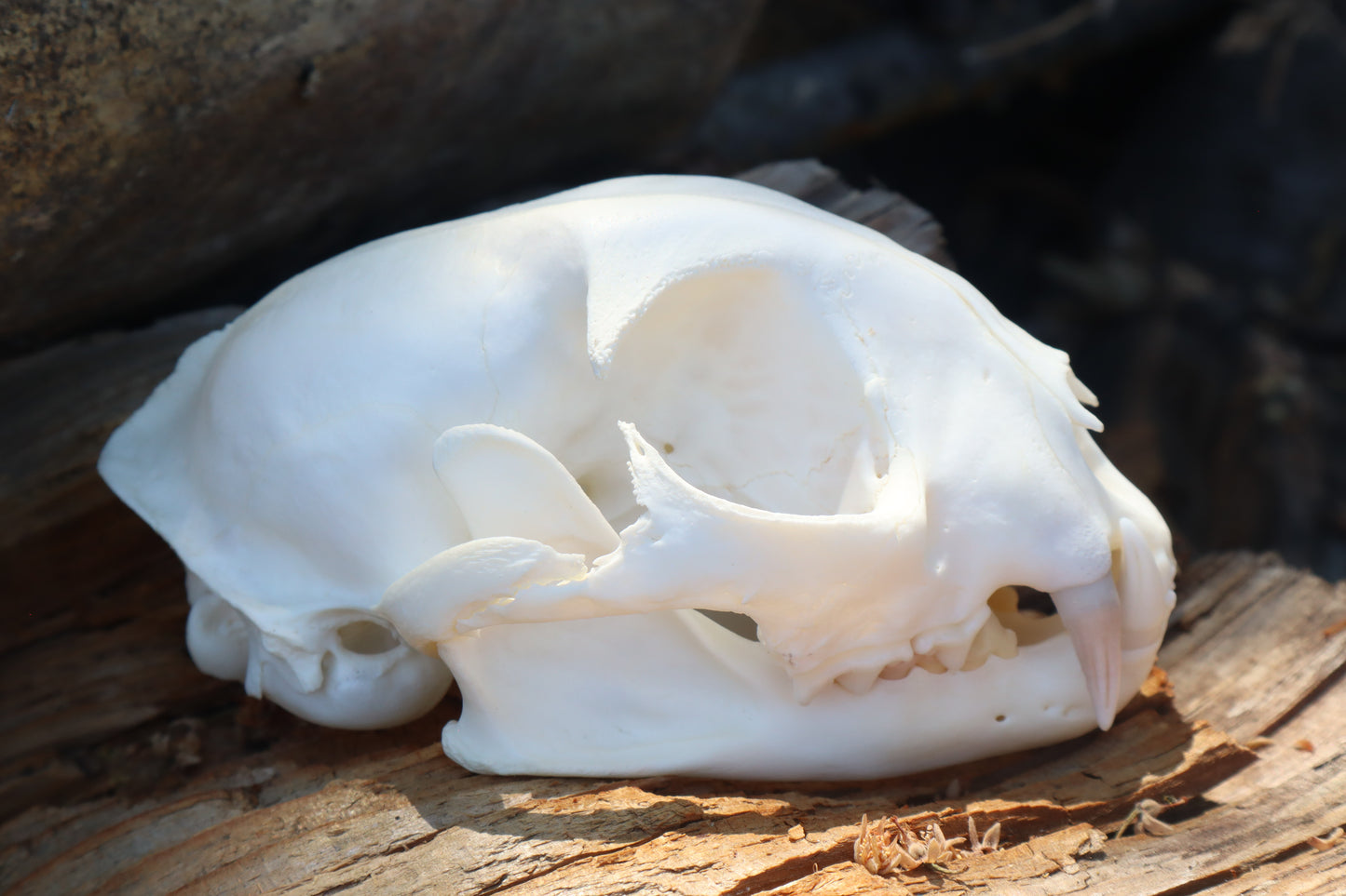 Reserved for Jeromy - Pathological Bobcat Skull