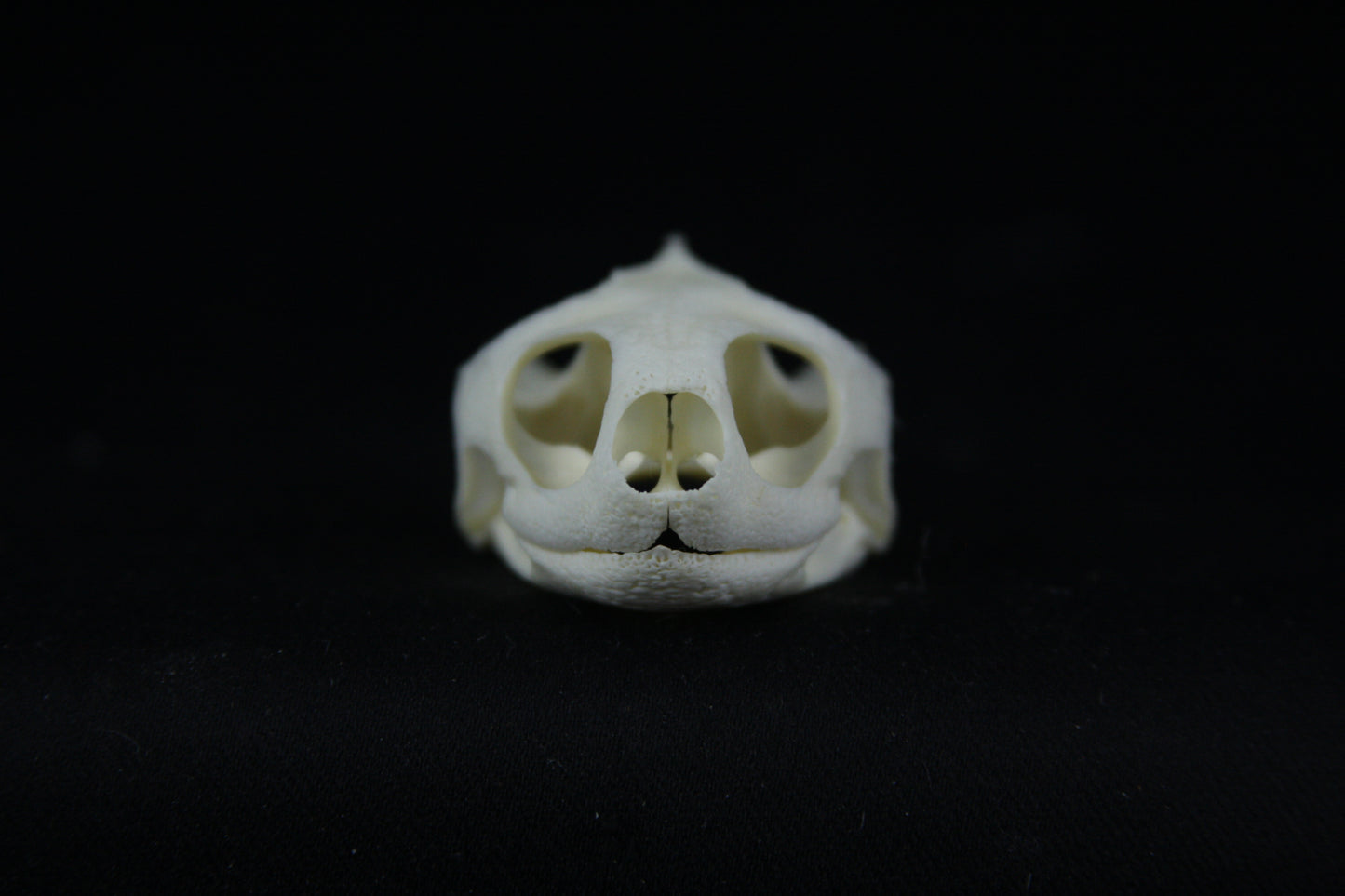 Red Eared Slider Skull