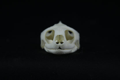 Red Eared Slider Skull