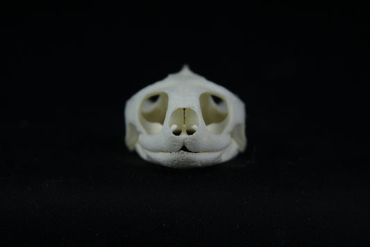 Red Eared Slider Skull