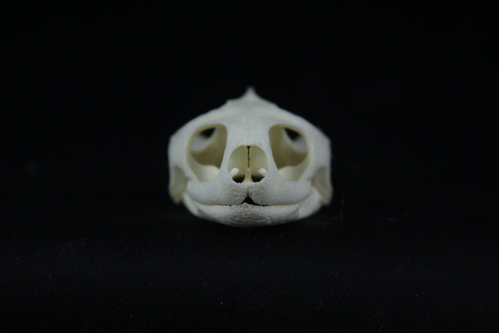 Red Eared Slider Skull