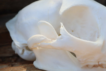 Reserved for Jeromy - Pathological Bobcat Skull