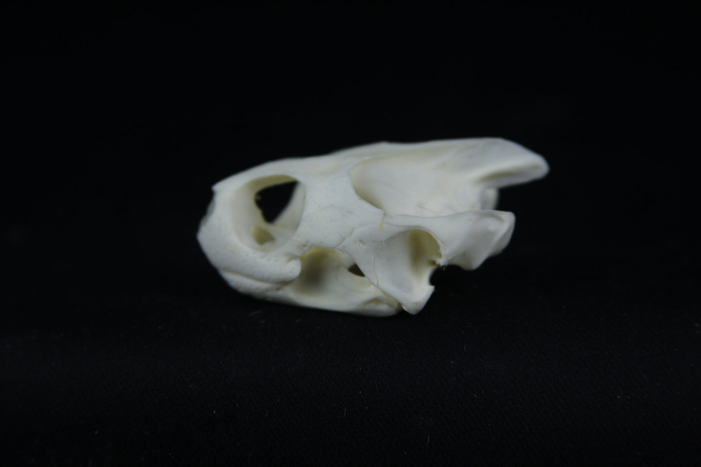 Red Eared Slider Skull