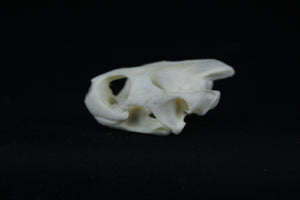 Red Eared Slider Skull