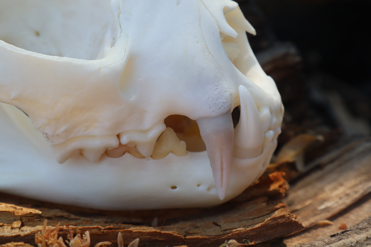 Reserved for Jeromy - Pathological Bobcat Skull
