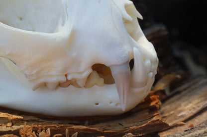 Reserved for Jeromy - Pathological Bobcat Skull