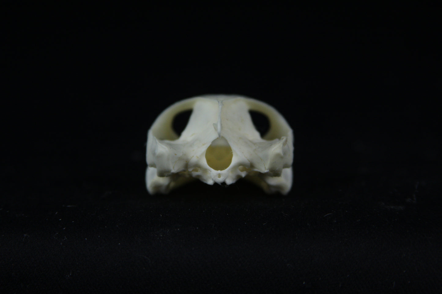 Red Eared Slider Skull