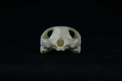 Red Eared Slider Skull
