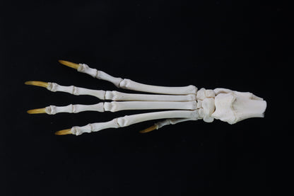 Coyote Paw Articulation