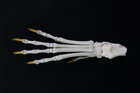 Coyote Paw Articulation